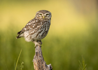 little owl perched on a branch with unfocused background