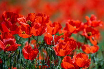 Allphotokz Poppy 20150504 7468 D810 S