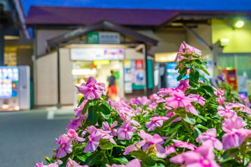 駅の花