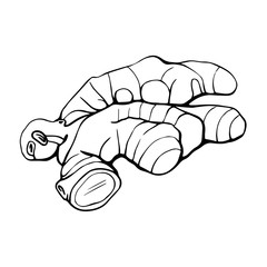 Ginger isolated on a white background. Ginger root drawn by hand. Products for raising the immune system. Healthy diet.Hand drawn vector illustration in Doodle style