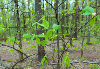 Young hazel nuts on a branch with green leaves.