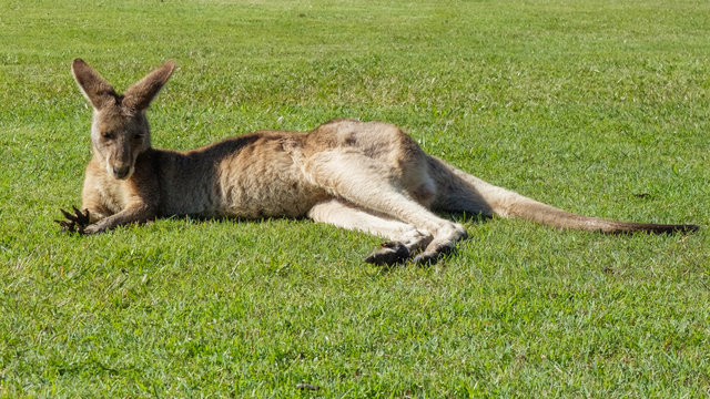 Eastern Grey Kangaroo At Sunshine Coast University, Queensland, Australia