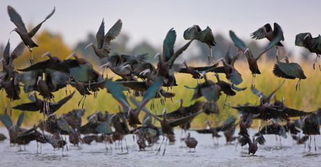 Fototapeta premium Morito (Plegadis falcinellus)
