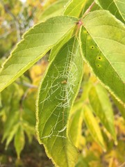 The first autumn frost. A spider web with a spider covered with hoarfrost.