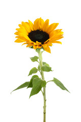 Sunflower isolated on white background. Seasonal nature background.