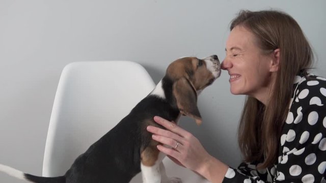 Nice video about a beagle puppy. Puppy licks the nose of his beautiful mistress