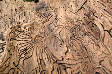 Traces of the pest on the bark of a tree in the form of Nazca lines. Abstract background