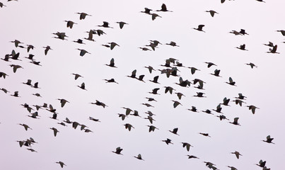 Morito (Plegadis falcinellus)