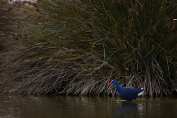 Calamon comun (Porphyris porphyris),