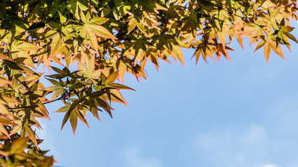 Maple Acer Palmatum with bright orange and green leaves against blue sky. Selective focus. Sunny spring day. Place for your text