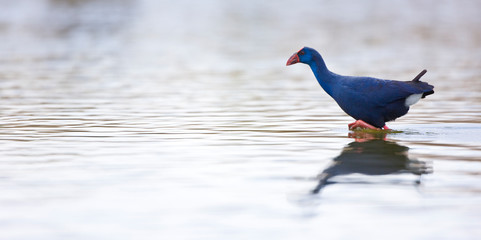 Calamon comun (Porphyris porphyris),