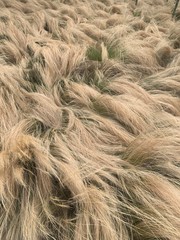field texture