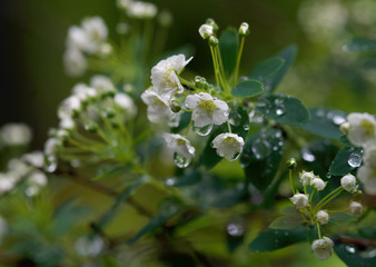 beautiful white inflorescence wet from rain closeup