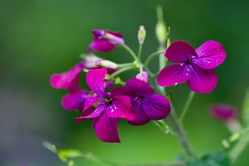 beautiful red flower wet from rain closeup