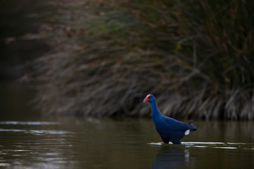 Calamon comun (Porphyris porphyris),
