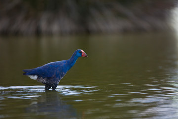 Calamon comun (Porphyris porphyris),