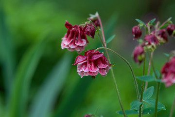beautiful red terry bell wet from rain closeup