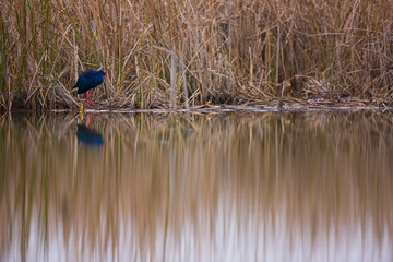 Calamon comun (Porphyris porphyris)