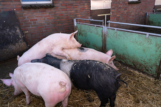 Bio - Schweinehaltung - Rauschende Jungsauen.