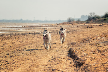 Two tired grey and white colored huskies with wet fur are moving at the coast. A female with blue eyes is at the front, while a male is behind. The ground is a mix of orange clay and sand.