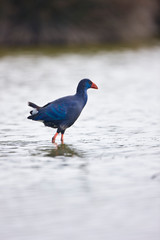 Calamon comun (Porphyris porphyris)