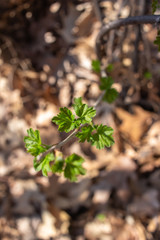 Close up view of emerging leaves on a wild gooseberry (ribes uva-crispa) bush in a woodland area.