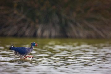 Calamon comun (Porphyris porphyris)