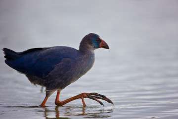 Calamon comun (Porphyris porphyris)