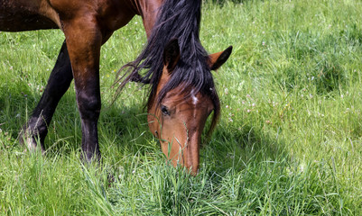 wild horse eats grass on the field.