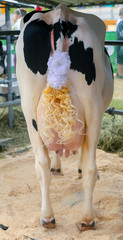 Udder and tail of a Holstein cow.