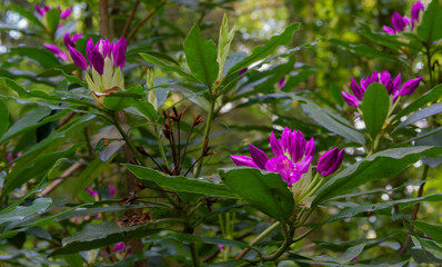Obraz premium pink flowers in the garden