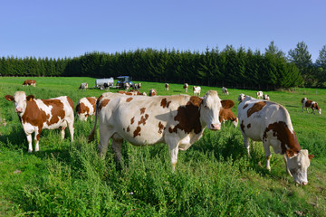 Troupeau de Montbéliardes au pré de Machabert (43550 Saint-Front), département de la Haute-Loire...