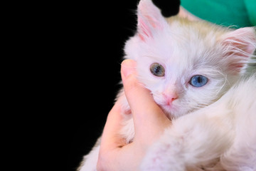 white kitten on his hands on a black background color