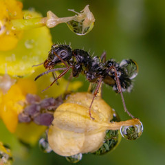 Ant on yellow flower magic water drop reflection
