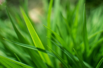 Obraz premium bush of green deciduous grass photo background close-up