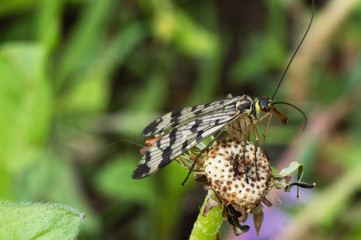 fly sitting on a flower close-up photo
