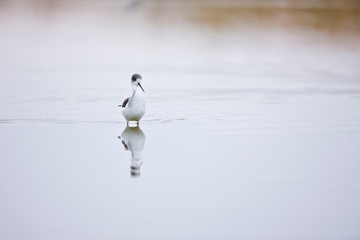 Cigüeñuela (Himantopus himantopus),
