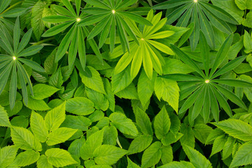 Background of green Lupin leaves on a Sunny spring day. The view from the top.