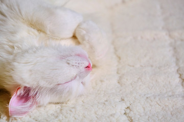 White cat sleeps on his back color