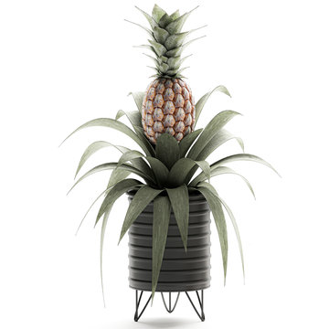 Pineapple in a pot isolated on white background