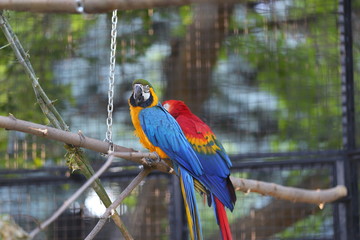 blue and yellow macaw