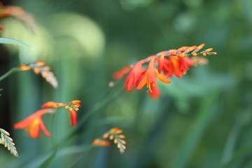butterfly on a flower