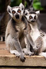 A ring-tailed lemur originating from Madagaskar photographed at a zoo