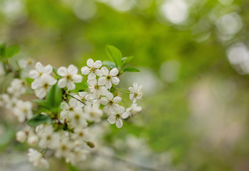 White cherry flowers. Spring flowering. Branch, bush, macro, nature.