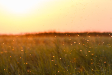 A swarm of mosquitoes in a summer sunset. Mosquitoes can be quite annoying when you want to enjoy a...