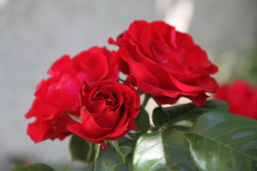 Pink rose blossom spring romantic flower