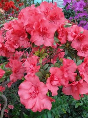 Beautiful vibrant azalea flower tree blooming in the botanical garden, in Kyiv. Botanical greeting card.
