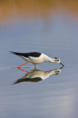 Fototapeta premium Cigüeñuela (Himantopus himantopus)