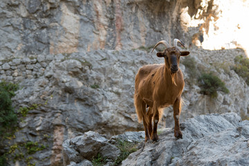 cabra montesa sobre roca