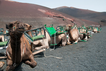 camellos en Lanzarote